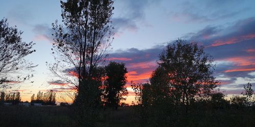 Silhouette trees on field against sky during sunset