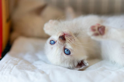 Close-up of cat lying on bed