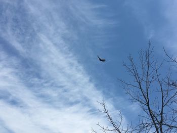 Low angle view of bird flying in sky