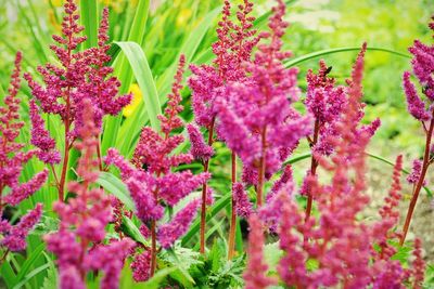 Close-up of pink flowering plant