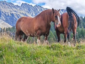 Horse grazing on field