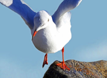 Close-up of seagull perching on rock against sky