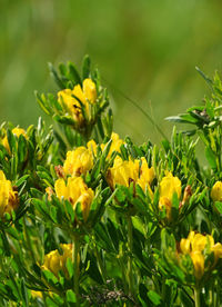 Close-up of yellow flower