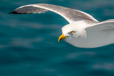 European herring gull, seagull, larus argentatus flying in the summer along the shores of aegean sea