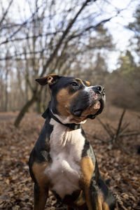 Dog sitting on field