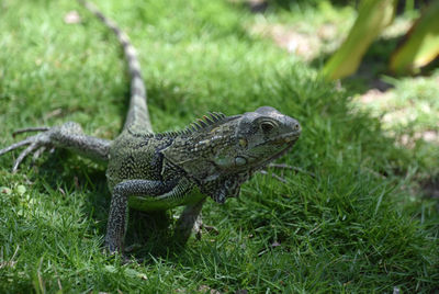 Close-up of iguana on field