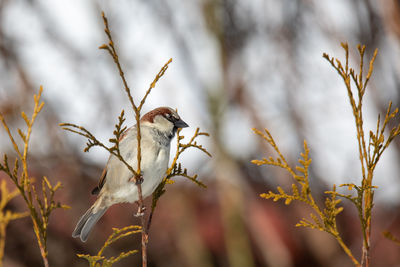 Close-up of bird perching on branch