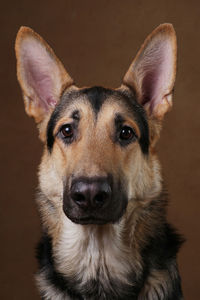 Close-up portrait of dog against wall