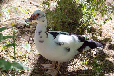High angle view of duck on land