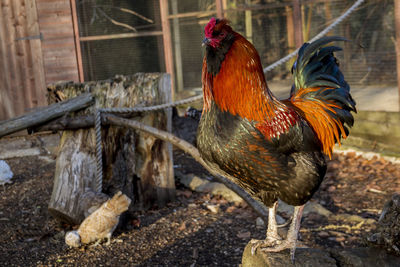 Close-up of rooster