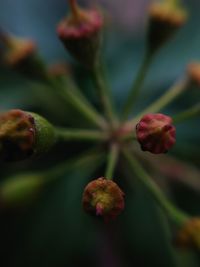 Close-up of flower plant