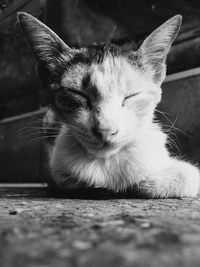 Close-up of cat resting