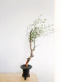 Potted plant on table against wall