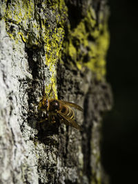 Close-up of insect on tree trunk