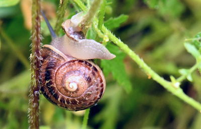 snail