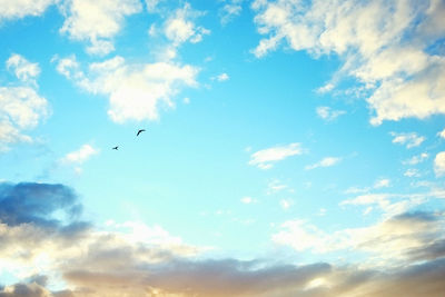 Low angle view of bird flying in sky