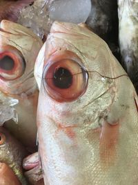 Close-up of fish for sale in market