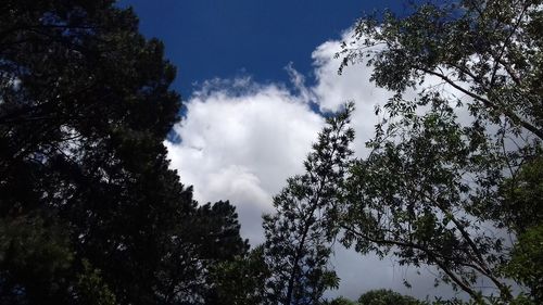 Low angle view of trees against sky