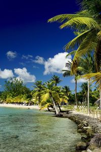 View of palm trees on calm beach