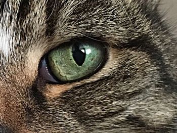 Close-up portrait of cat