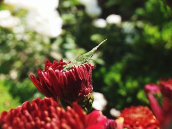 Close-up of red flower