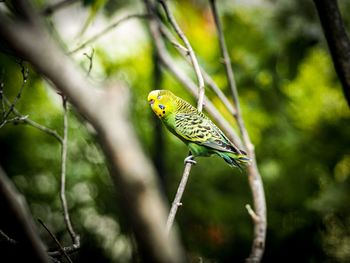 Close-up of butterfly perching on branch