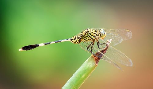 Close-up of insect perching on leaf