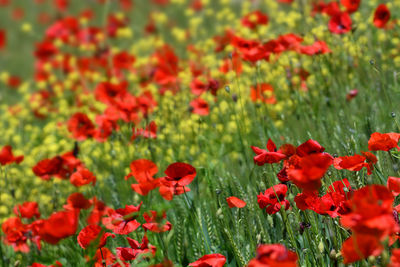 Close-up of red poppy flowers in field