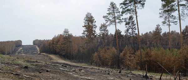 Panoramic shot of trees on land against sky