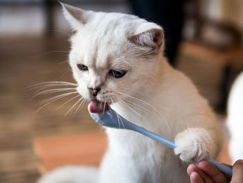 Close-up of hand holding white cat at home