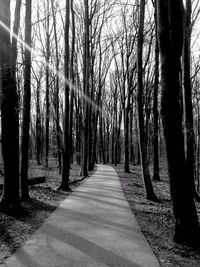 Road passing through forest