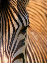 Close-up of zebra