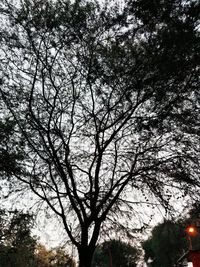 Low angle view of silhouette trees against sky