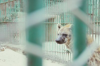 Hyena seen through metallic fence in zoo