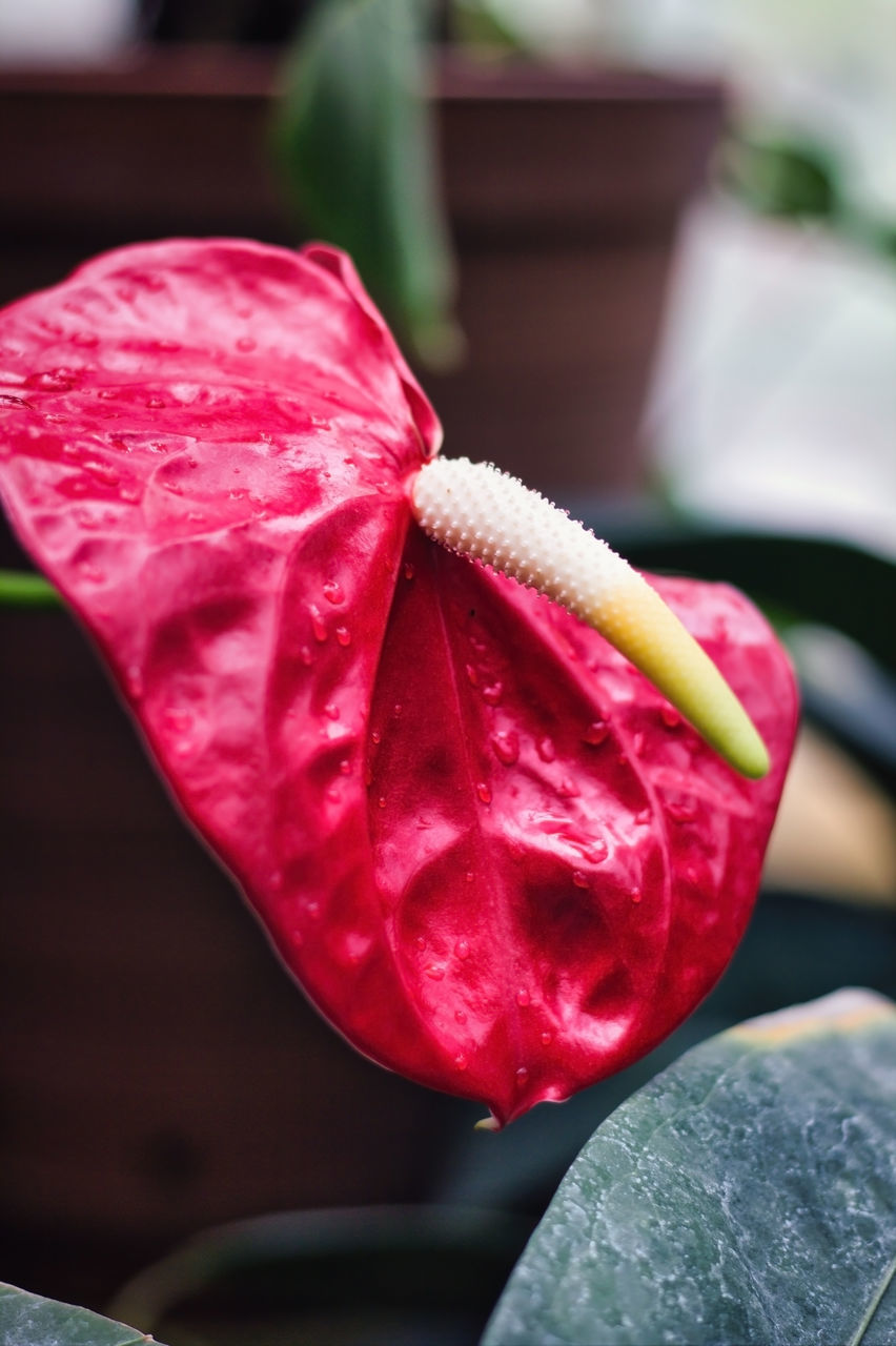 CLOSE-UP OF PINK ROSE ON FLOWER