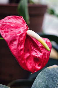 Close-up of pink rose flower