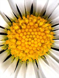 Close-up of daisy flower