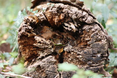 Close-up of lizard on tree trunk in forest