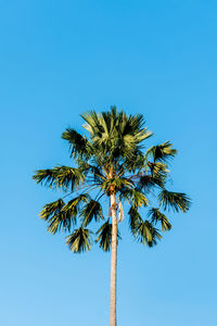 Low angle view of palm tree against clear blue sky