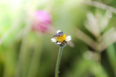 Close-up of butterfly pollinating on flower