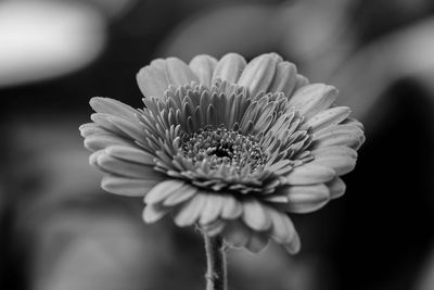 Close-up of white daisy flower