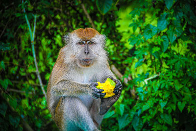 Landscape photo of wild monkeys in kreo cave, semarang, indonesia