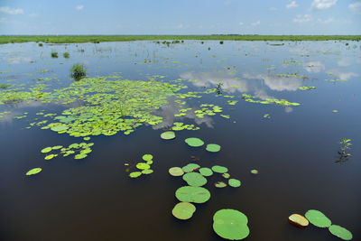 Leaves floating on water against sky