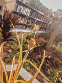 Close-up of insect on flower