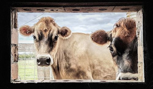 Portrait of cow standing against sky