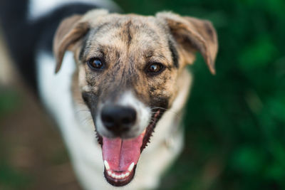 Close-up portrait of dog