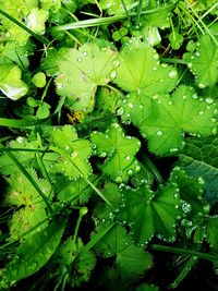 Full frame shot of raindrops on leaves