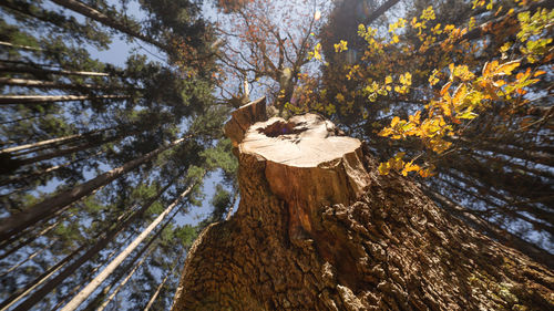 Low angle view of trees growing in forest during autumn