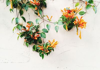 Close-up of potted plant against white wall