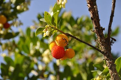 Low angle view of fruits growing on tree